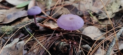 Laccaria moshuijun