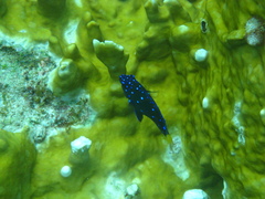 Microspathodon chrysurus