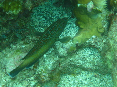 Cephalopholis fulva