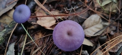 Laccaria moshuijun