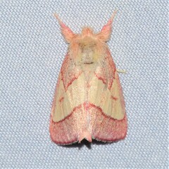 Hyparpax aurora