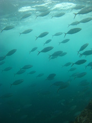 Caranx ruber