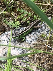 Lacerta agilis