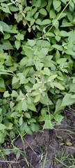 Alternanthera