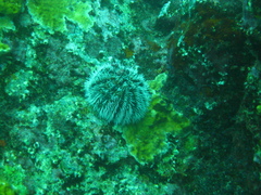 Tripneustes ventricosus