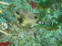 Lactophrys triqueter