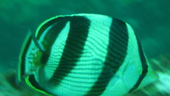 Chaetodon striatus