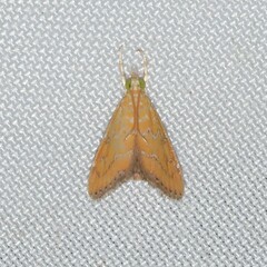 Xanthophysa psychicalis