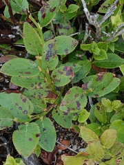 Naohidemyces vacciniorum