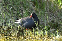 Gallinula tenebrosa
