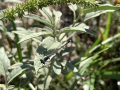 Ischnura damula