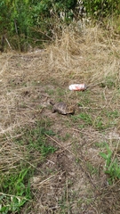 Testudo hermanni boettgeri