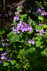 Orychophragmus violaceus