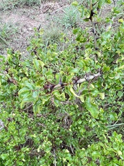 Zanthoxylum hirsutum