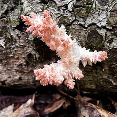 Hericium