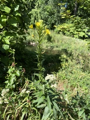 Oenothera