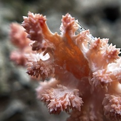 Hericium
