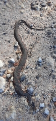 Nerodia fasciata