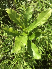 Castanea pumila