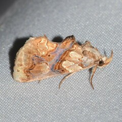 Plusiodonta compressipalpis