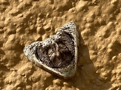 Lepidodes