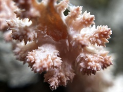 Hericium