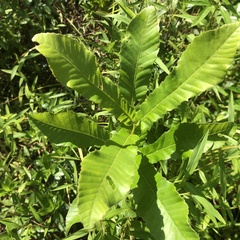 Castanea pumila