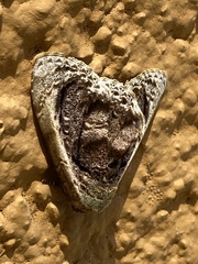 Lepidodes