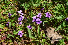 Viola philippica