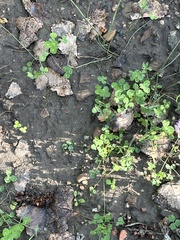 Trifolium repens repens