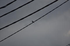 Passer domesticus indicus