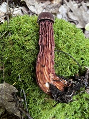 Aureoboletus russellii