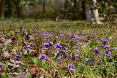 Viola philippica