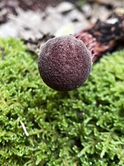 Aureoboletus russellii