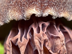 Aureoboletus russellii