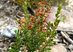 Erica anguliger