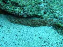 Holothuria fuscocinerea