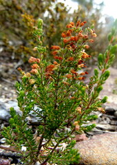 Erica anguliger