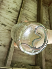 Storeria occipitomaculata