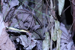 Dendrelaphis pictus