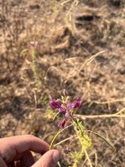 Cleome hirta