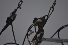 Passer domesticus indicus