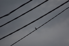 Passer domesticus indicus