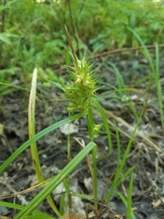 Carex lupulina