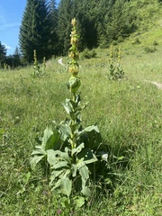 Gentiana lutea