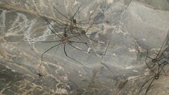 Leiobunum limbatum