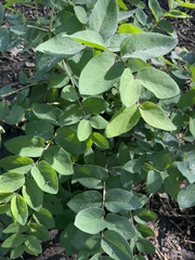 Celtis reticulata
