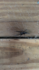 Kukulcania hibernalis