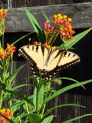 Papilio glaucus