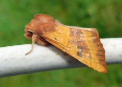 Atethmia centrago